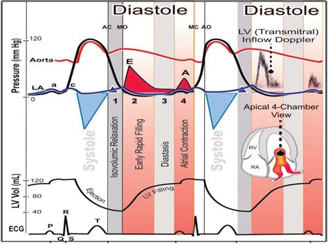 life expectancy with diastolic dysfunction.